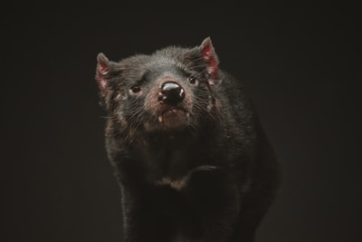 A black bear
